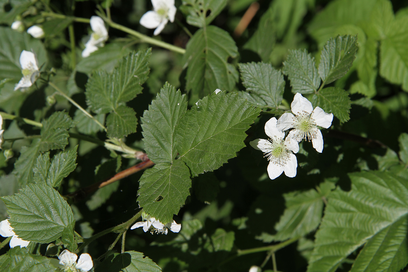 Изображение особи Rubus nessensis.