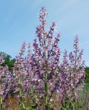 Salvia sclarea