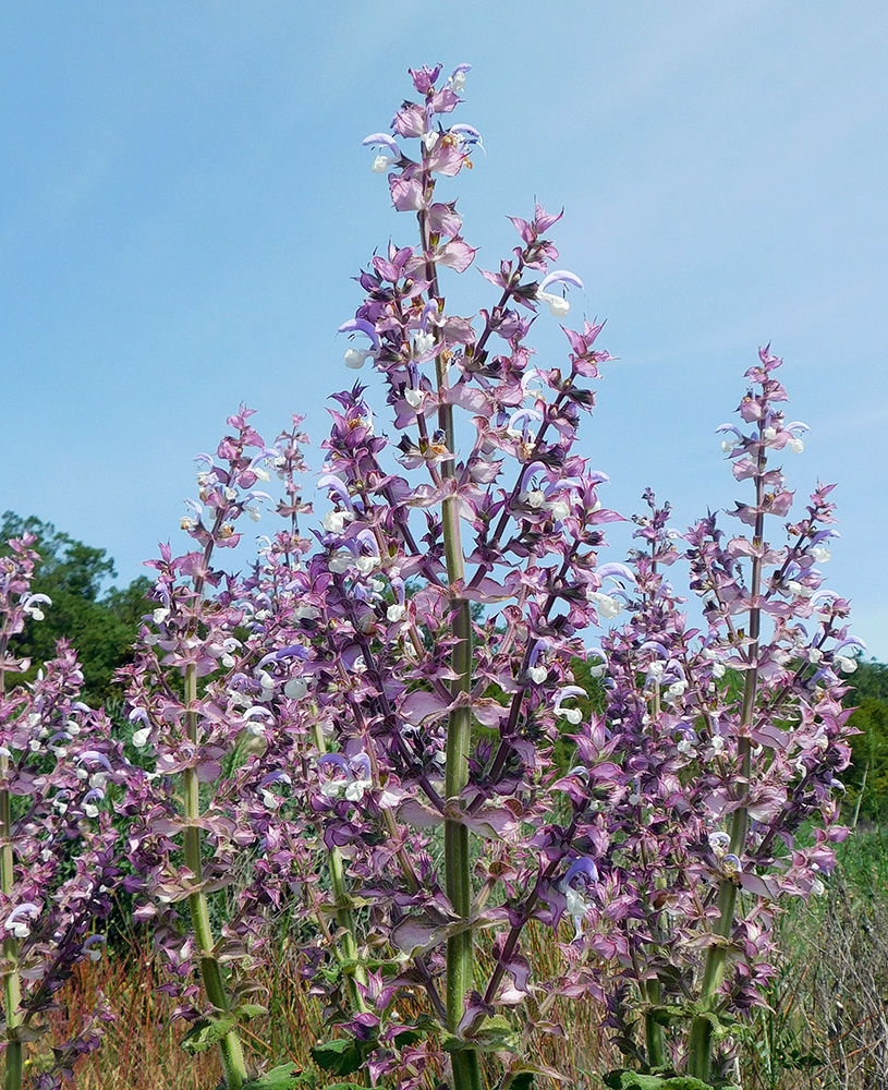 Изображение особи Salvia sclarea.