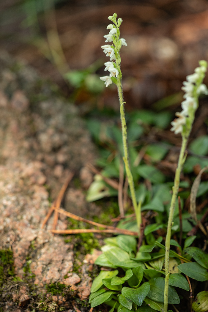 Image of Goodyera repens specimen.