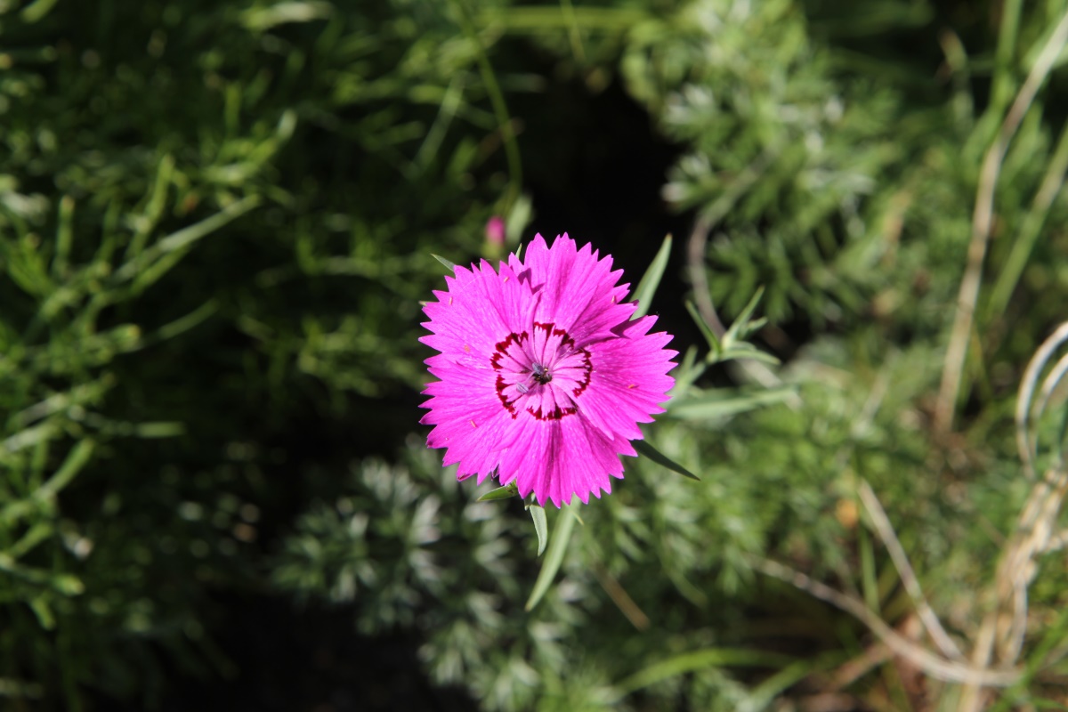 Image of Dianthus chinensis specimen.