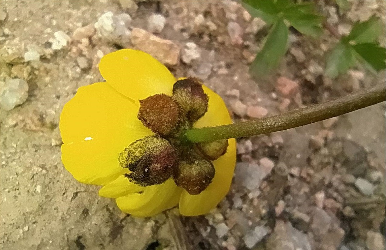 Image of Ranunculus rufosepalus specimen.