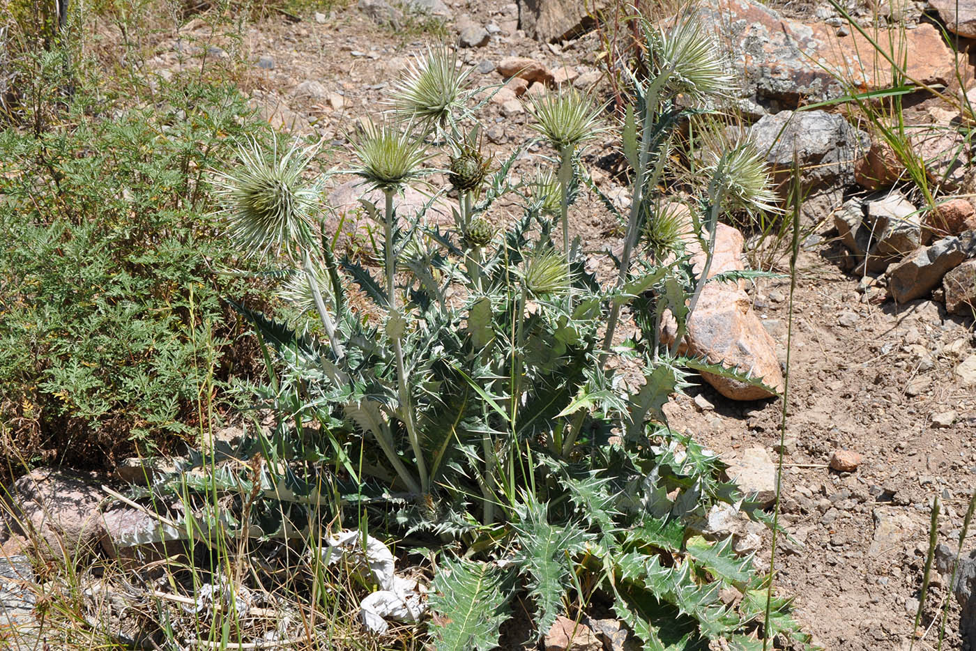 Image of Alfredia nivea specimen.