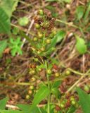 Lysimachia vulgaris. Верхушка соплодия. Архангельская обл., Вельский р-н, окр. пос. Усть-Шоноша. 28 июля 2010 г.