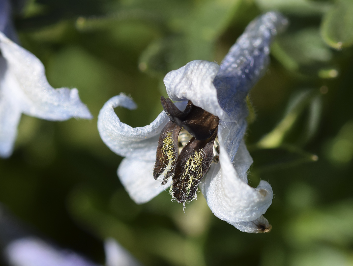 Image of Delphinium montanum specimen.