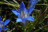 Gentiana septemfida