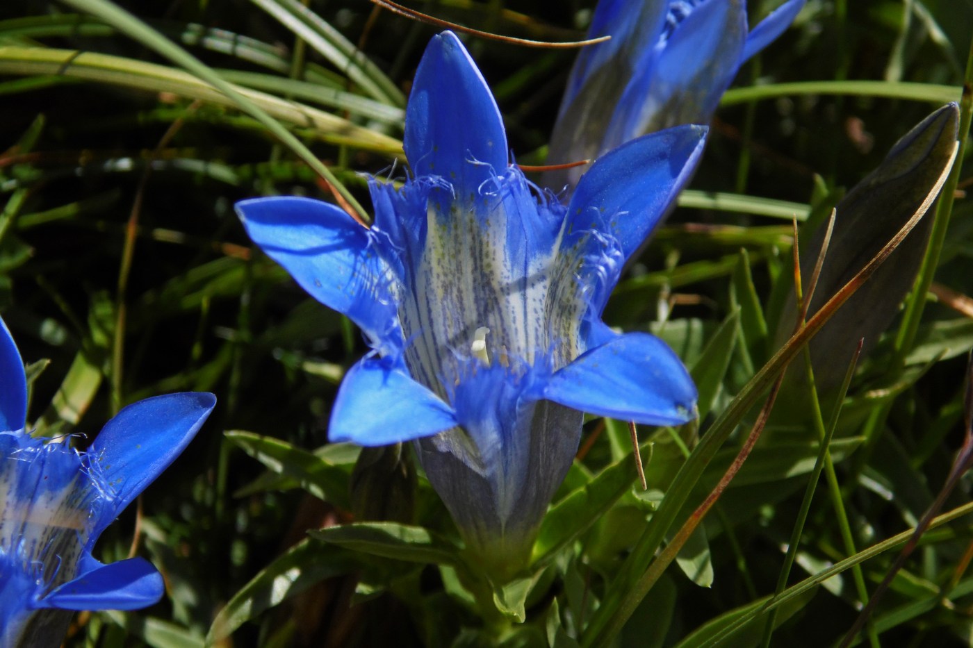 Image of Gentiana septemfida specimen.