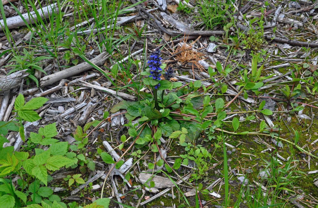 Image of Ajuga reptans specimen.