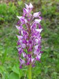 Orchis militaris. Соцветие. Чувашская респ., Мариинско-Посадский р-н, окр. дер. Демешкино, правый берег р. Волга, карбонатный склон С экспозиции, кустарник. 28 мая 2008 г.