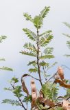 Senegalia fleckii. Верхушка ветки с плодами. Намибия, регион Khoma, ок. 40 км западнее г. Виндхук, \"Eagle Rock Guest Farm\"; плато Khomas, ок. 1900 м н. у. м., саванновое редколесье. 23.02.2020.