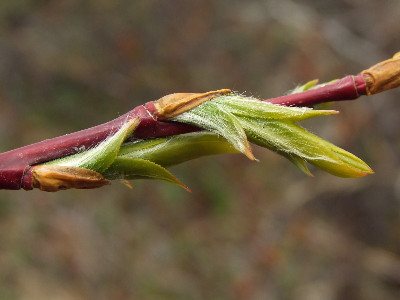 Image of Salix rorida specimen.