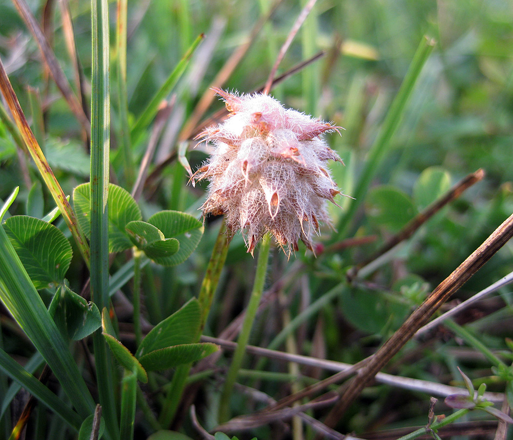 Изображение особи Trifolium fragiferum.