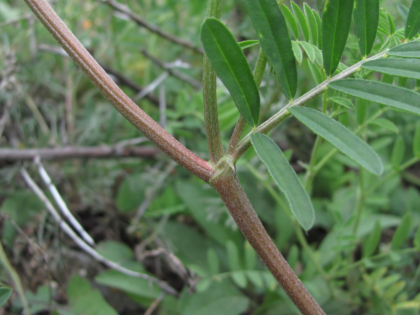 Изображение особи Astragalus onobrychis.