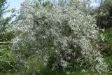Elaeagnus angustifolia