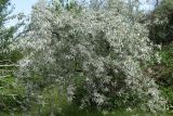 Elaeagnus angustifolia. Цветущее дерево. Узбекистан, г. Ташкент, пос. Улугбек, санитарно-защитная зона. 10.05.2020.