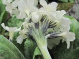 Primula bayernii. Соцветие (вид сбоку). Кабардино-Балкария, Эльбрусский р-н, долина р. Ирикчат, ок. 2900 м н.у.м., среди камней. 06.07.2020.