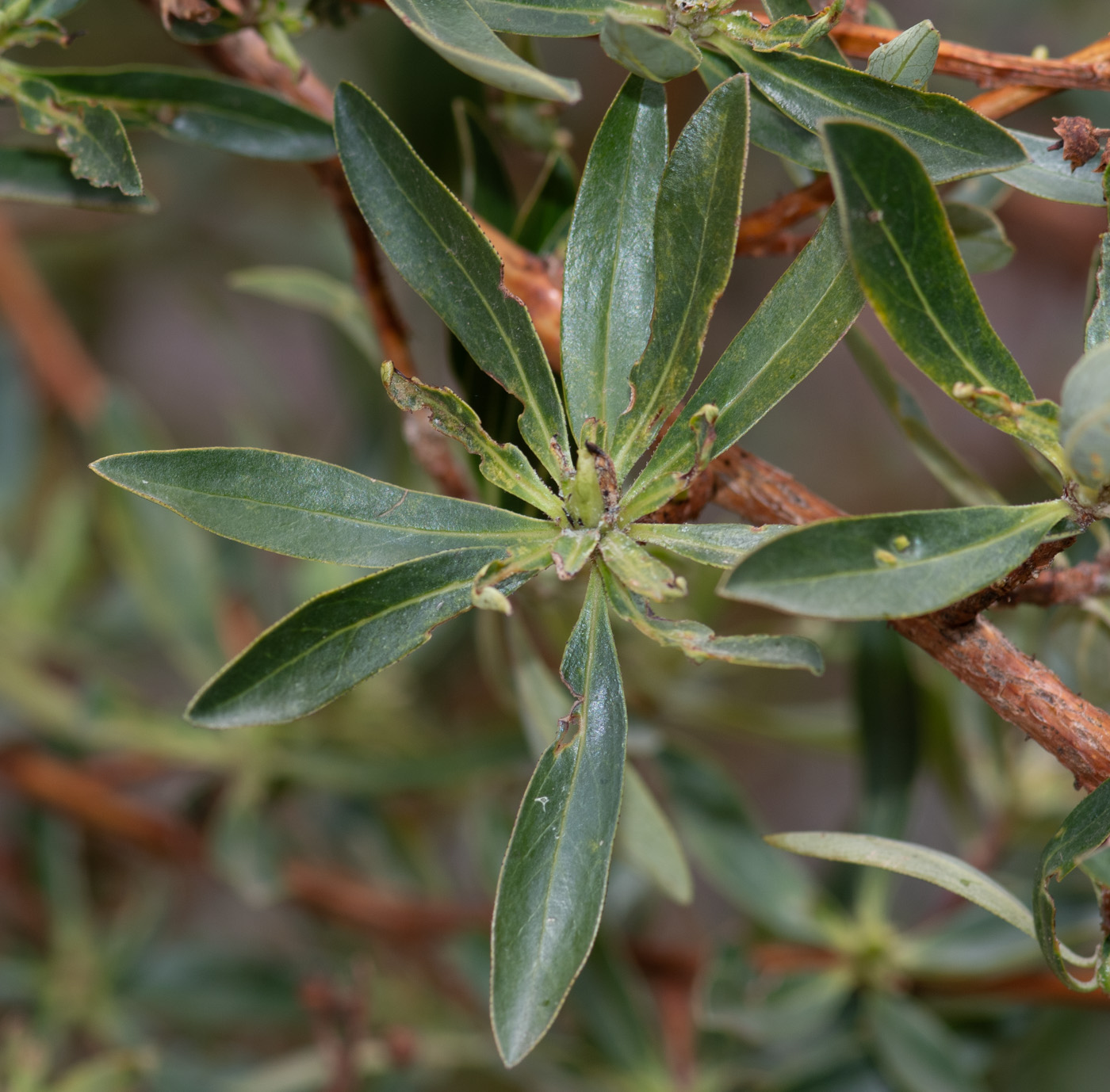 Изображение особи Escallonia paniculata.