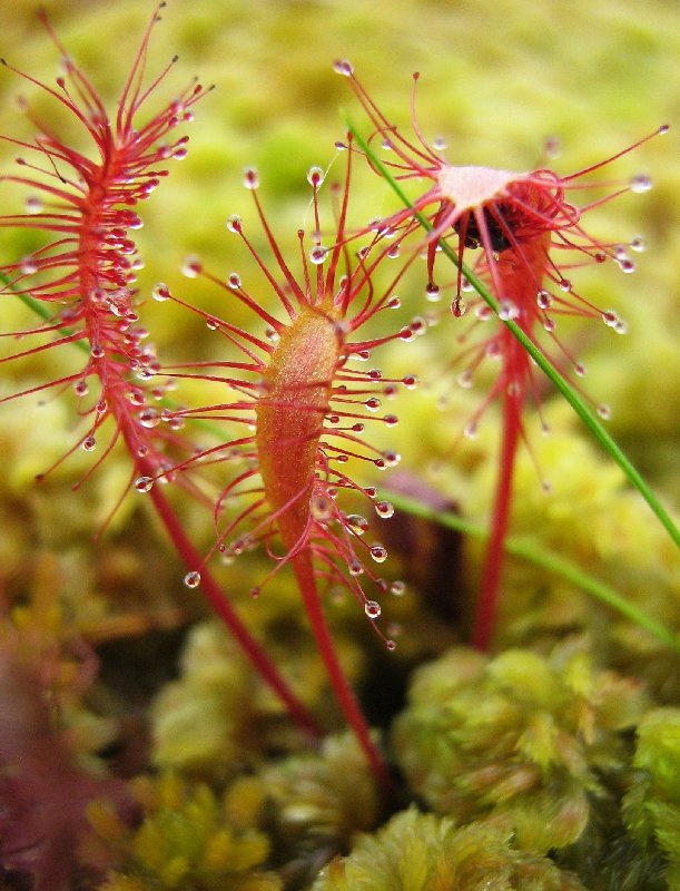 Изображение особи Drosera anglica.