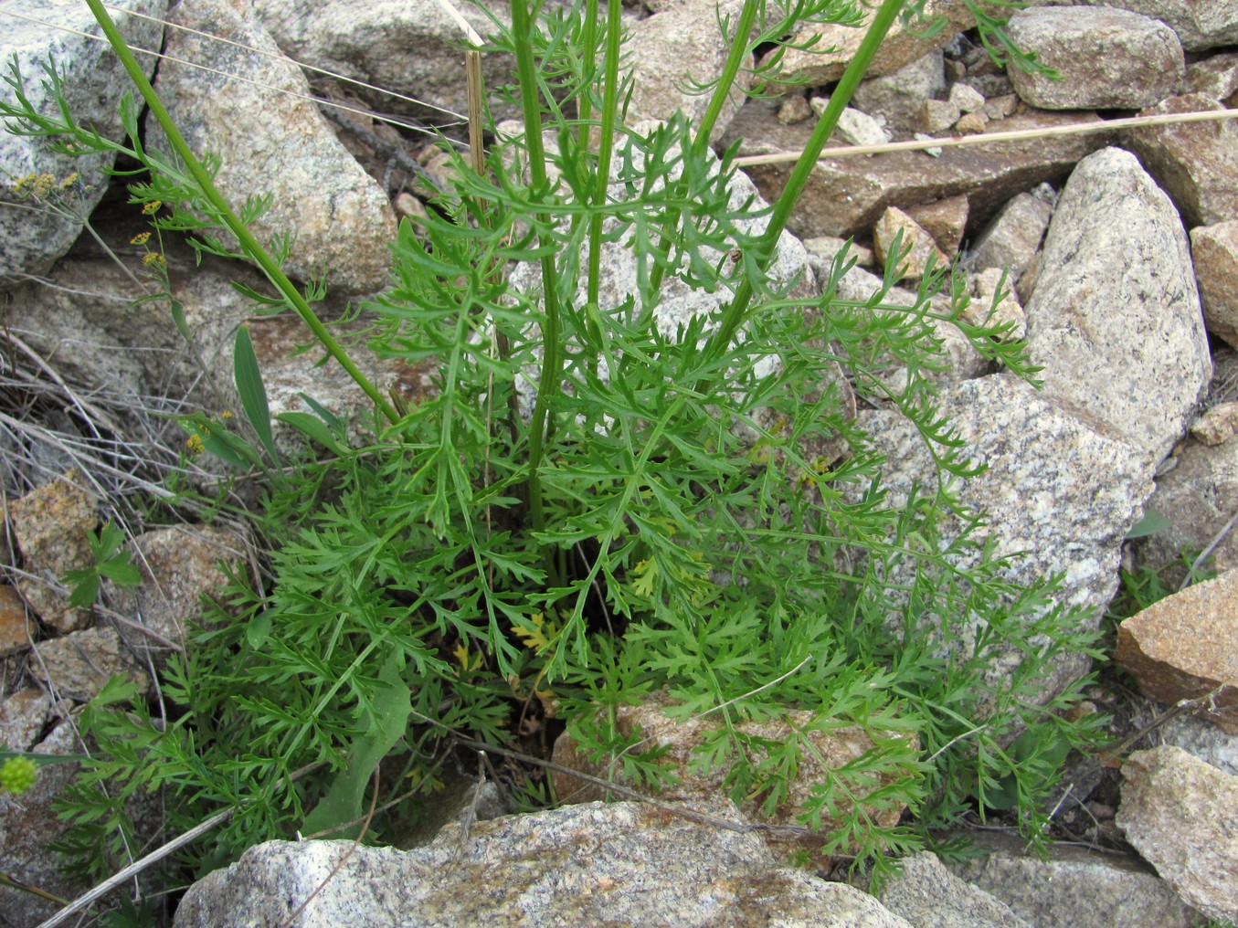 Image of Pyrethrum coccineum specimen.