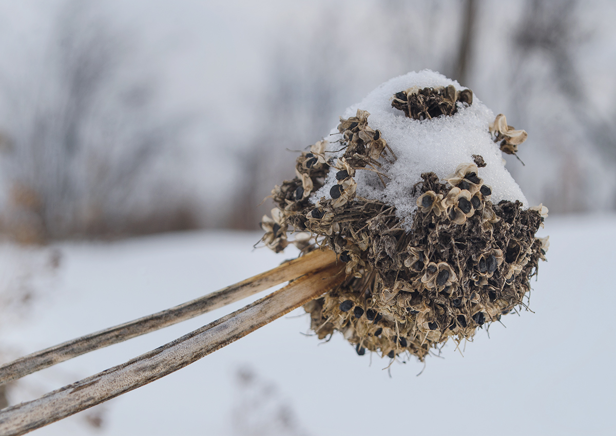 Изображение особи Allium nutans.