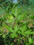 Petroselinum crispum. Лист, поражённый вирусом. Краснодарский край, Абинский р-н, ст-ца Холмская, огород. 01.07.2020.