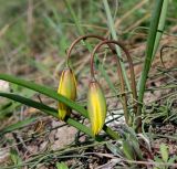 Tulipa scythica