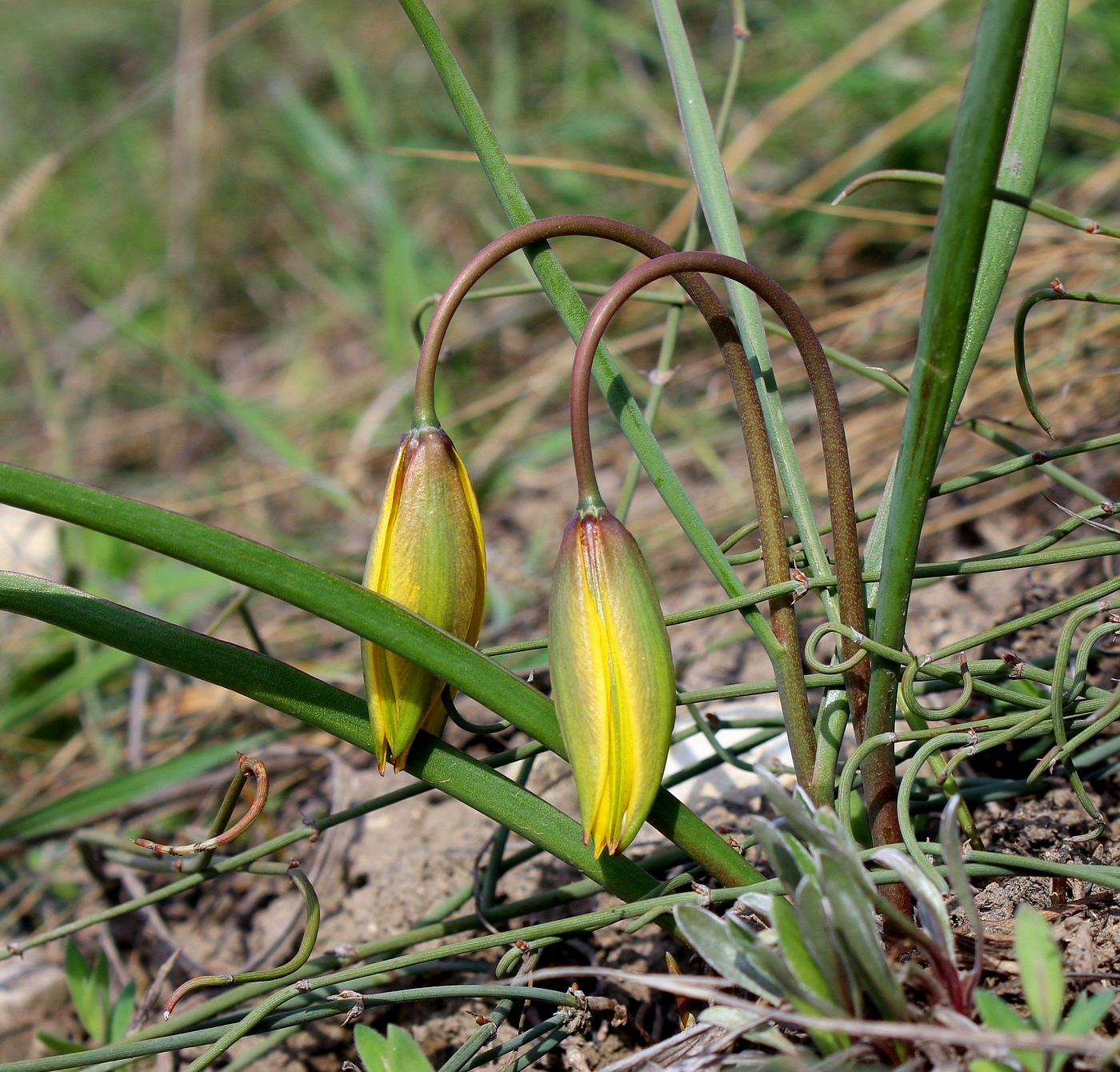 Image of Tulipa scythica specimen.