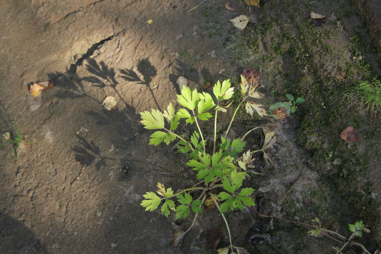 Image of Ranunculus repens specimen.