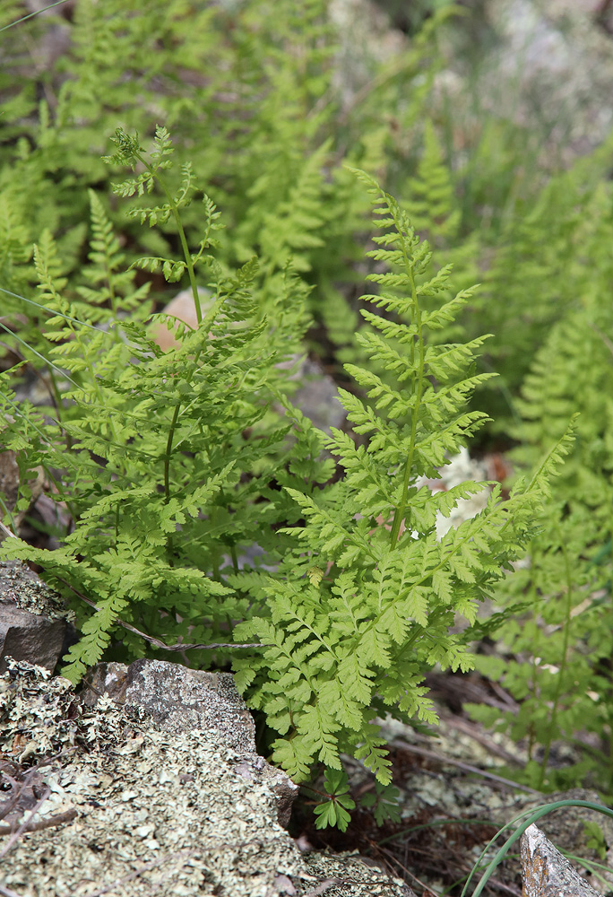 Изображение особи Cystopteris fragilis.