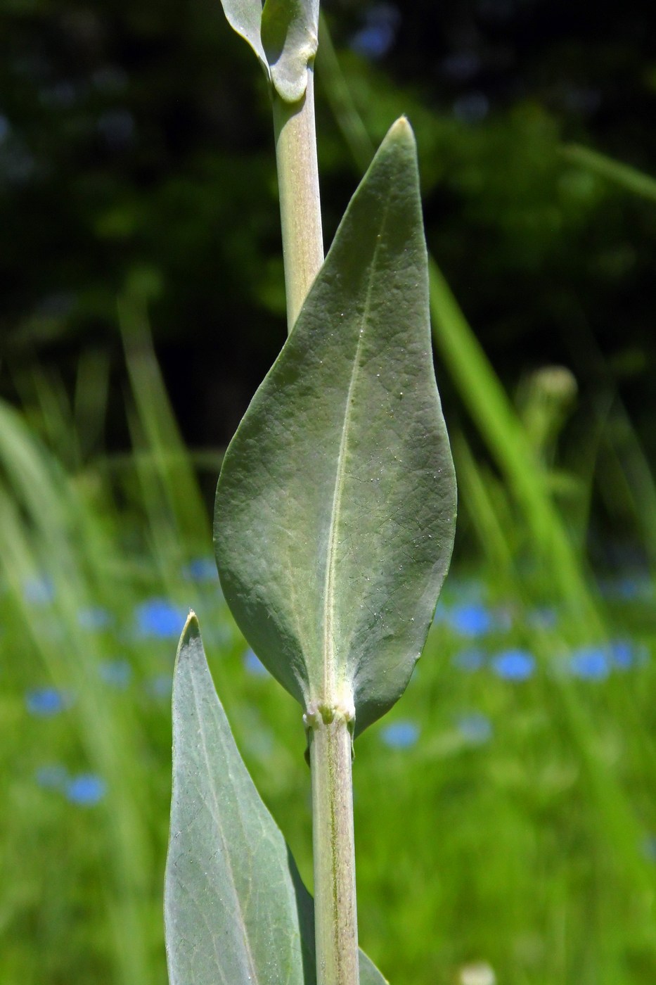 Image of Turritis glabra specimen.