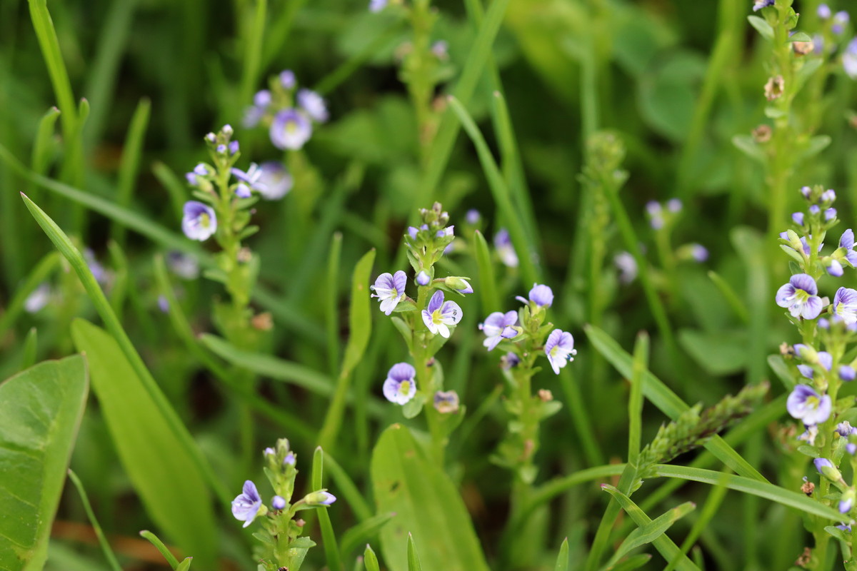 Изображение особи Veronica serpyllifolia.