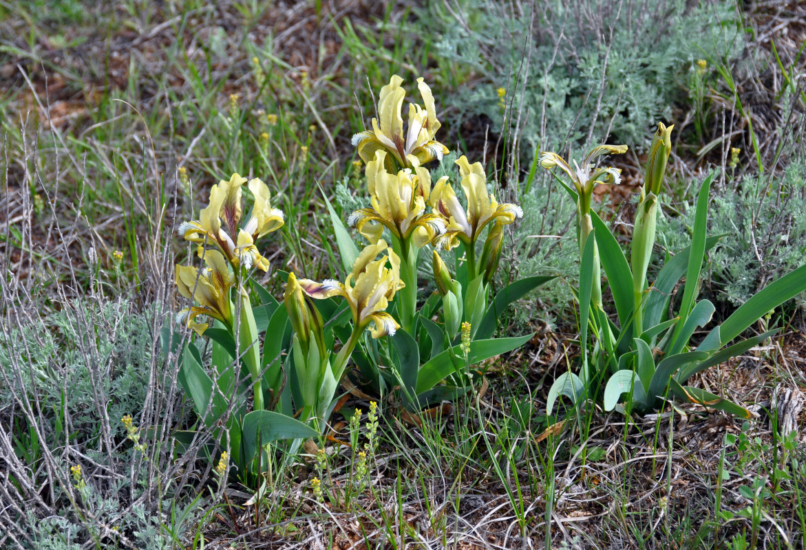 Изображение особи Iris scariosa.