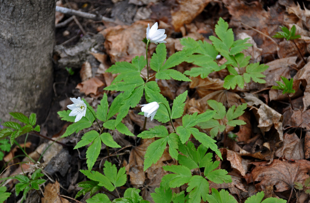 Изображение особи Anemone altaica.