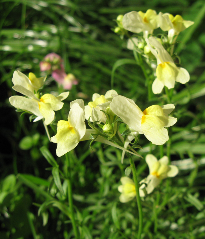 Image of Linaria incarnata specimen.