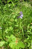 Scutellaria hastifolia