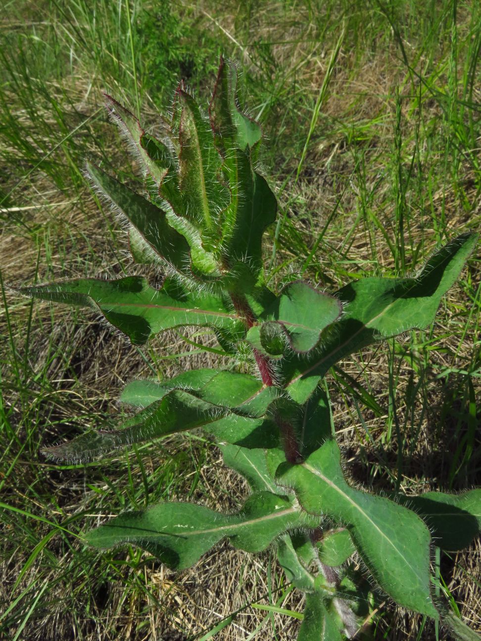 Image of Hieracium virosum specimen.