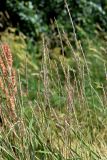 Elytrigia repens. Верхушки побегов с соплодиями. Санкт-Петербург, Кронштадтский р-н, о. Котлин, на песке близ Финского залива. 19.07.2021.