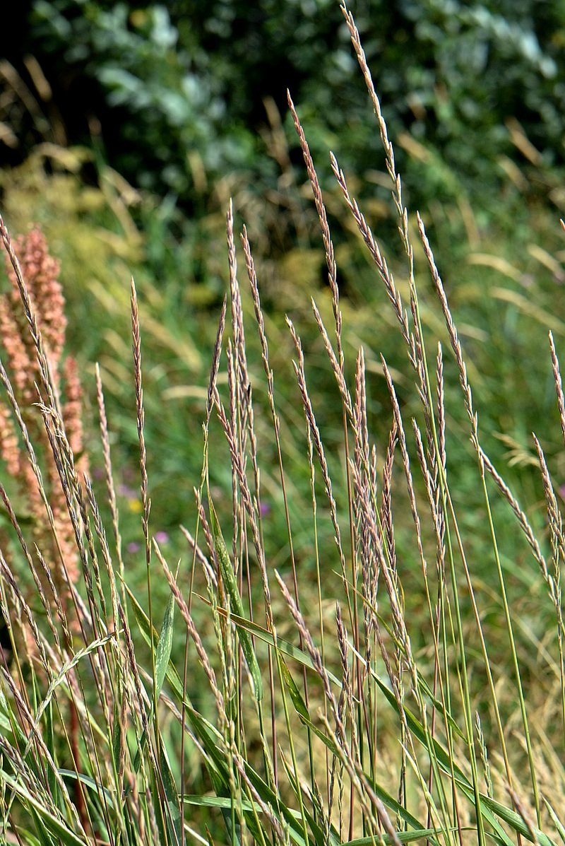 Image of Elytrigia repens specimen.