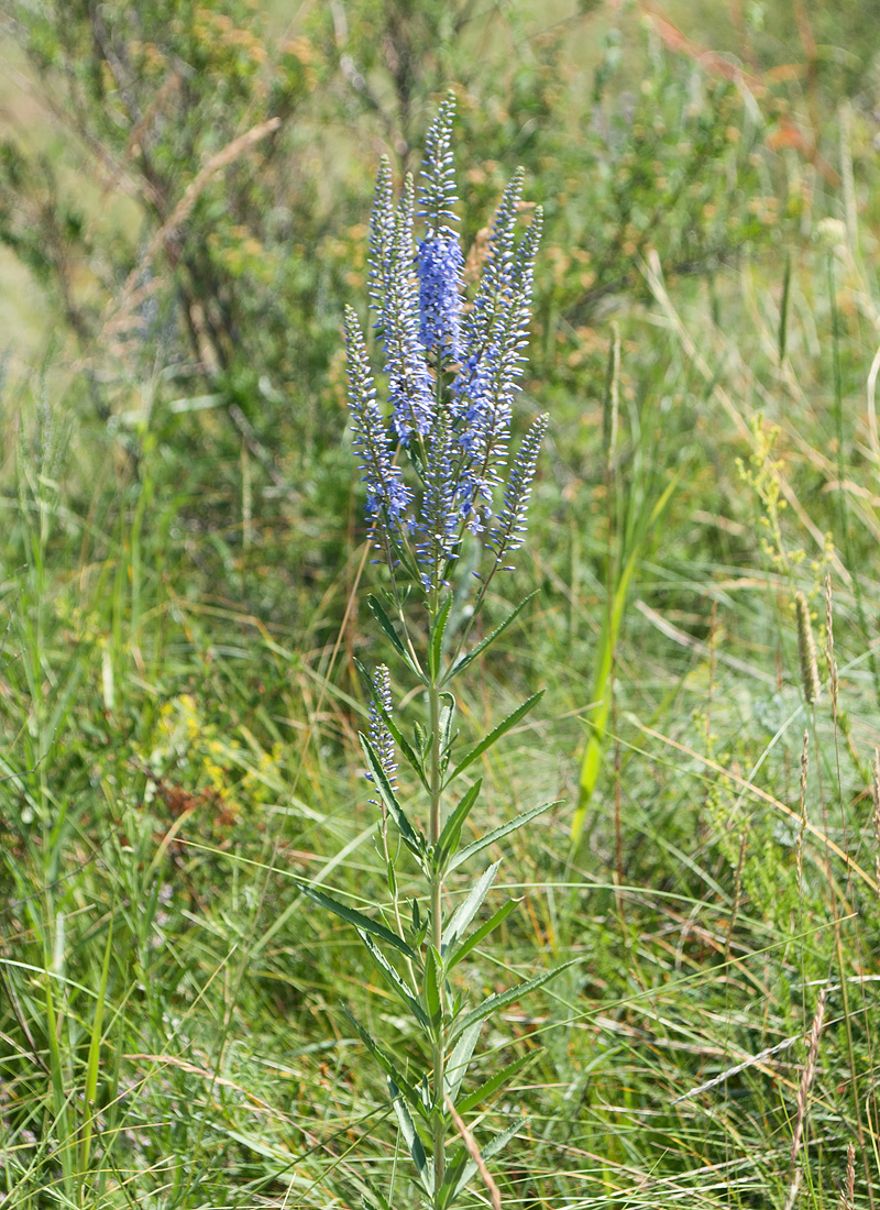 Image of Veronica spuria specimen.