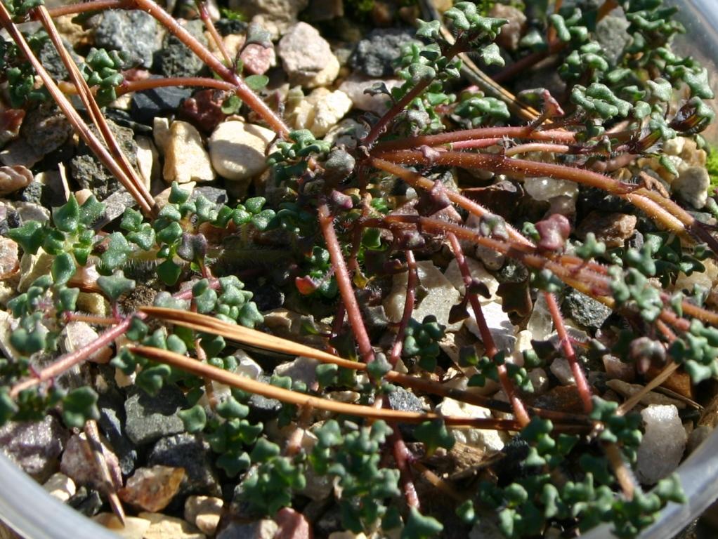 Изображение особи Cyananthus chungdianensis.