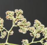 Image of taxon representative. Author is Татьяна Мальчинская