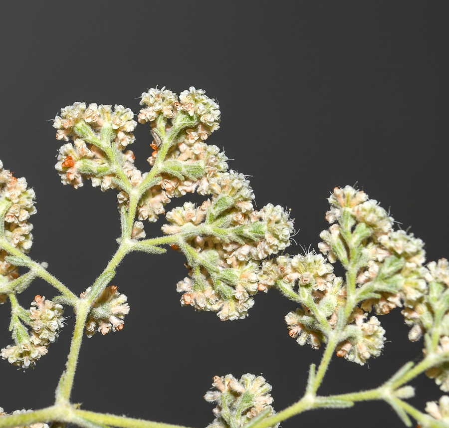 Image of Eriogonum giganteum specimen.