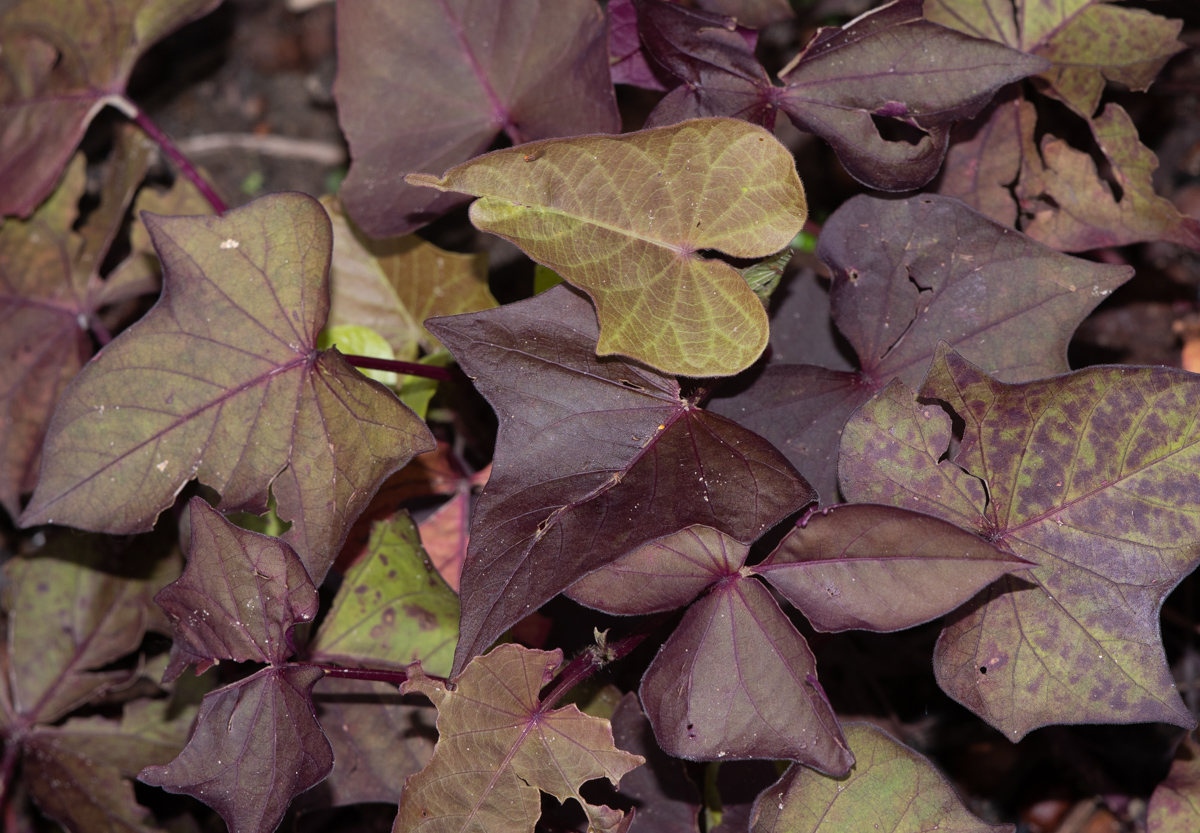 Изображение особи Ipomoea batatas.