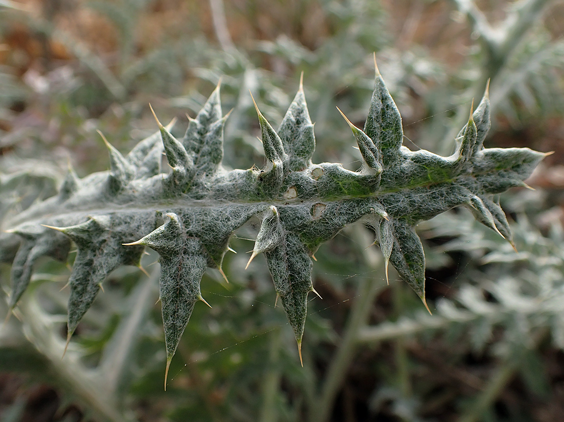 Изображение особи Lamyropsis cynaroides.