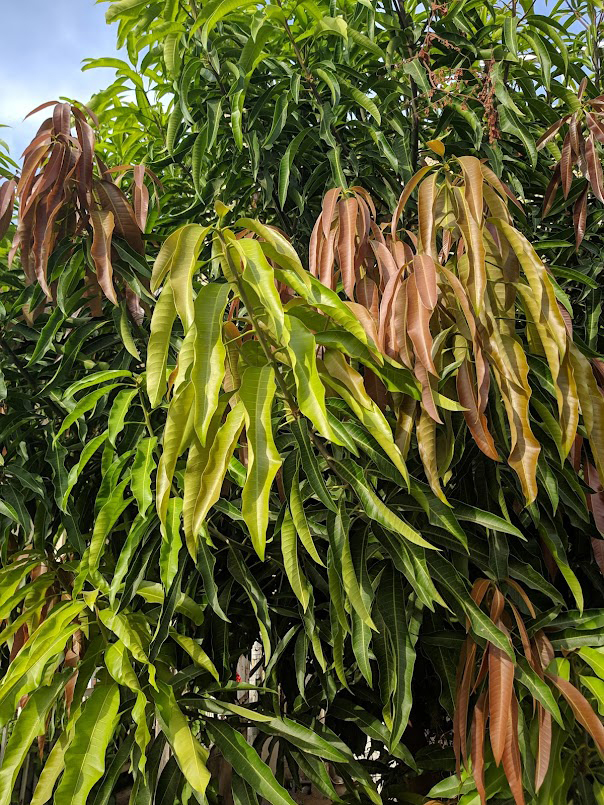 Image of Ficus binnendijkii specimen.