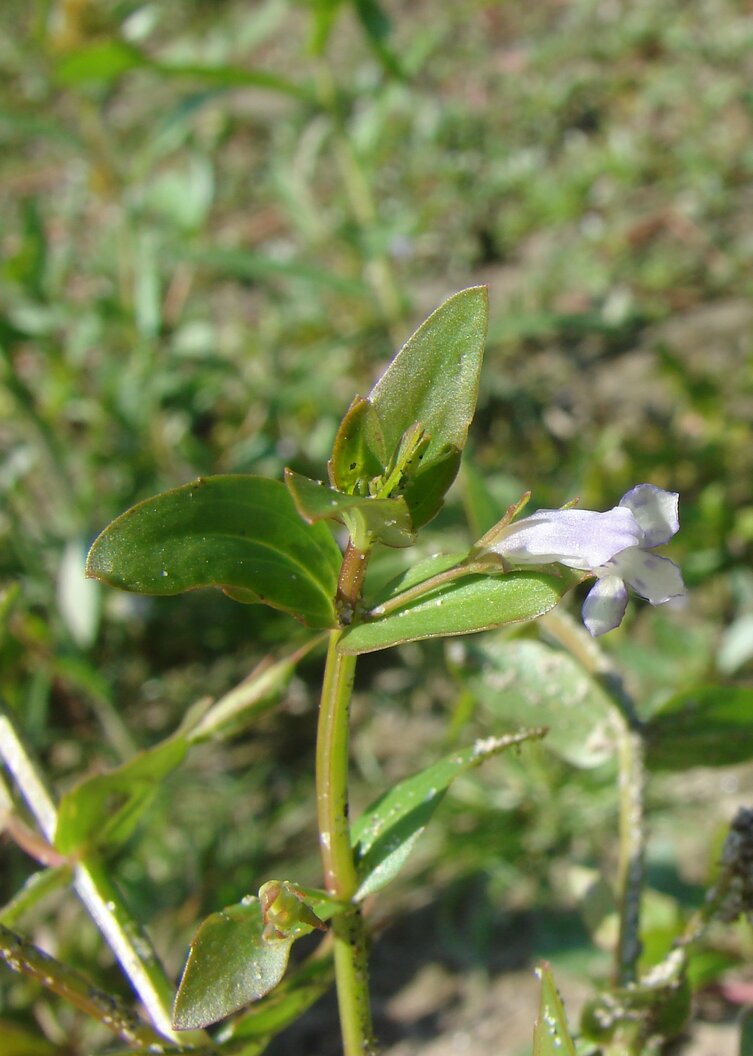 Image of Lindernia dubia specimen.