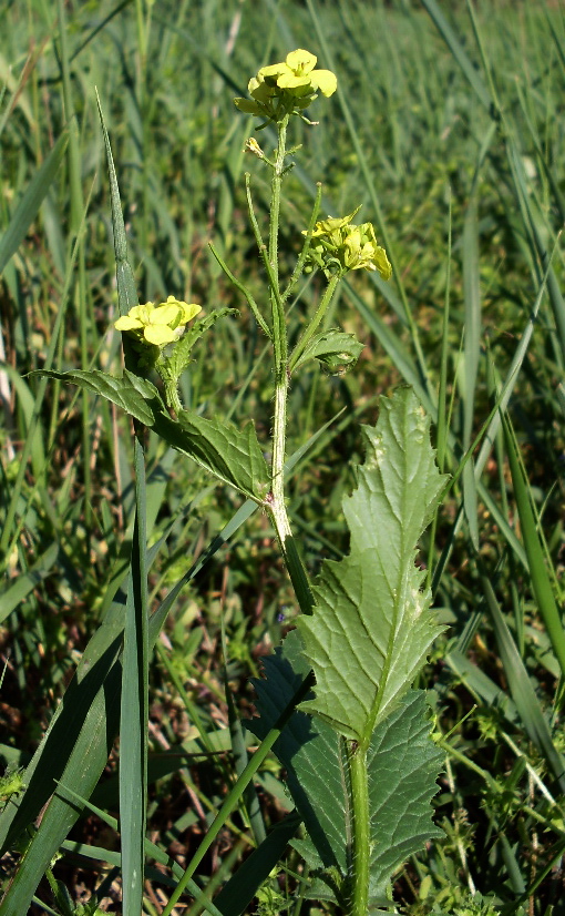 Image of Sinapis arvensis specimen.