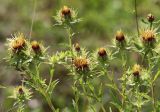 Carlina biebersteinii