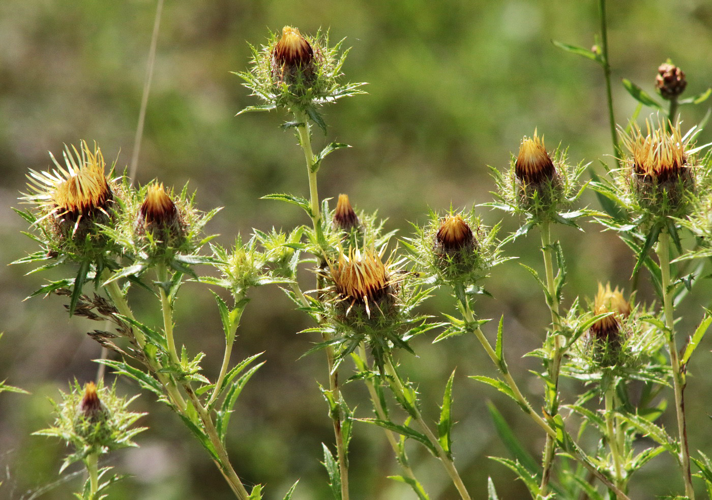 Изображение особи Carlina biebersteinii.