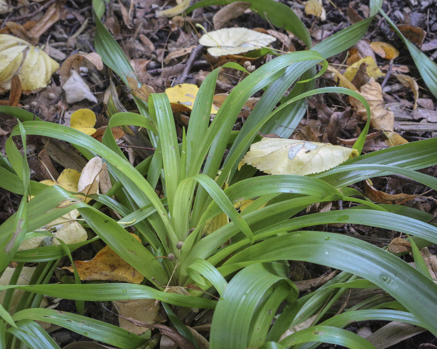 Image of Luzula luzuloides specimen.